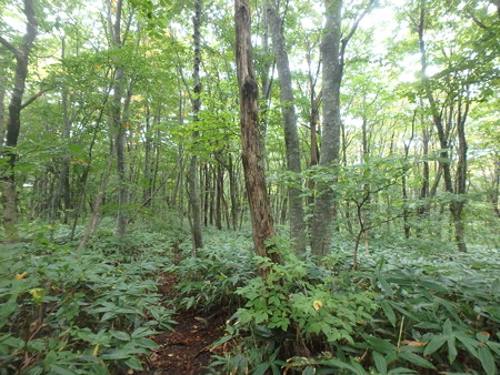 PA080096