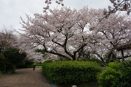 2017年4月9日 西公園 桜 福岡 さくら 写真 (14)