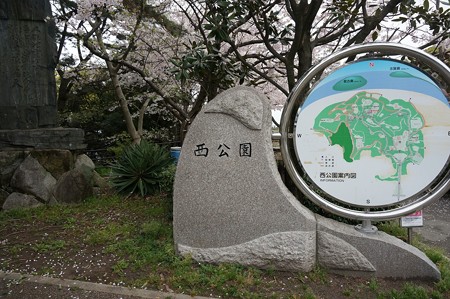 2017年4月9日 西公園 桜 福岡 さくら 写真 (57)