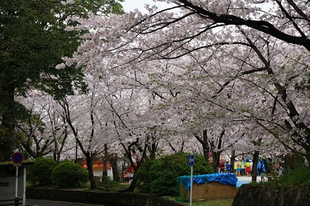 2017年4月9日 西公園 桜 福岡 さくら 写真 (86)