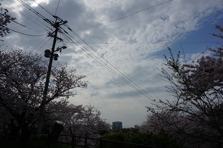 2017年4月9日 西公園 桜 福岡 さくら 写真 (105)