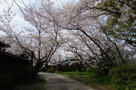 2017年4月9日 西公園 桜 福岡 さくら 写真 (125)