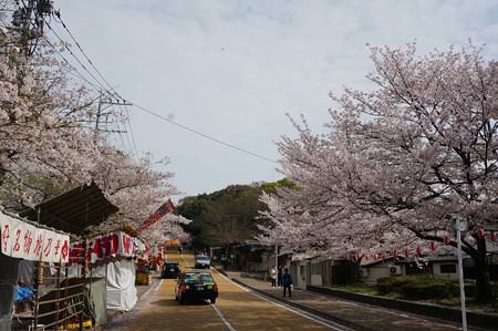 2017年4月9日 西公園 桜 福岡 さくら 写真 (142)
