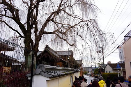 恵福寺 しだれ桜