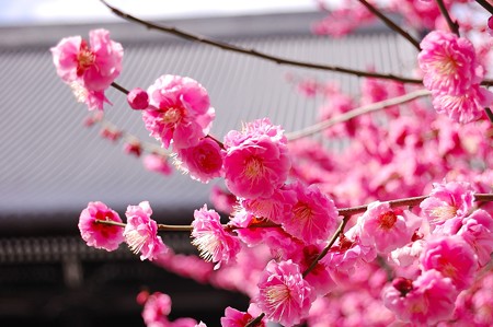 興正寺の梅