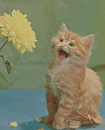 cat's,kitten,postocard拡大