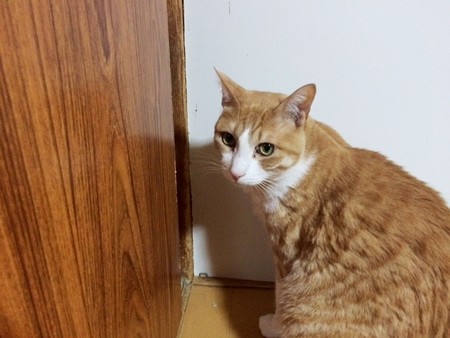 ’141219ルーム4ちーくん2