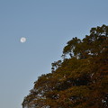 大阪城 桜門付近から見えた月