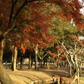 紅葉に鹿