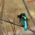 ザリガキを捕えたカワセミ