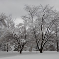 Photos: 雪満開・桜