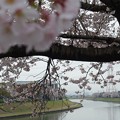 2017・4・7  桜満開
