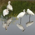 2017.4.9-1 初見のサギ