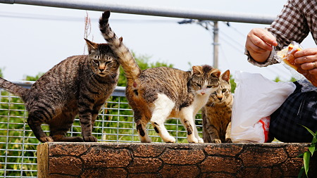 ドライブで出会った猫たち (6)