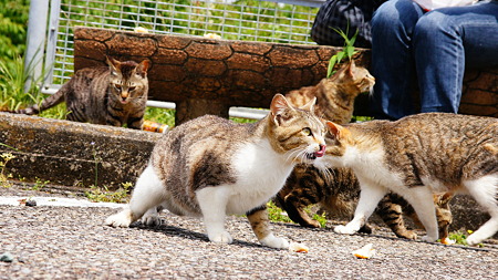 ドライブで出会った猫たち (10)