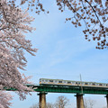 桜とJR八高線