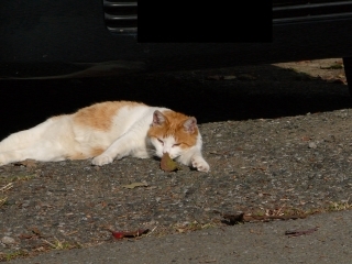 ぐったり3