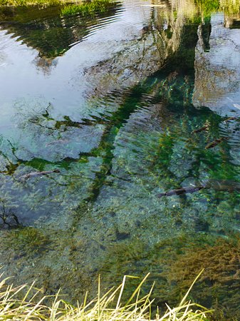 水の中の世界 #1