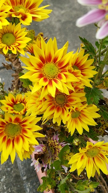 派手な花
