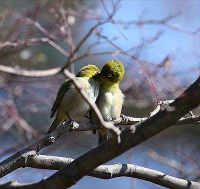 野鳥 ７７２ メジロ 可愛い相互羽繕い 野鳥と遊び 撮る ぶらり探鳥記