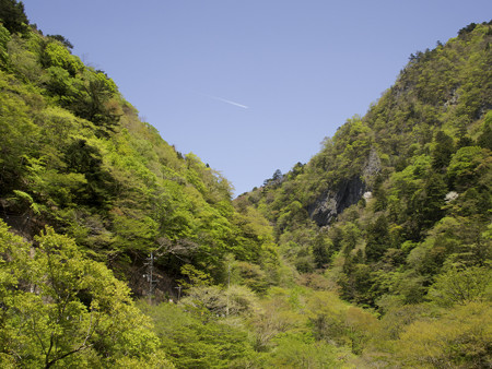 新緑と飛行機雲