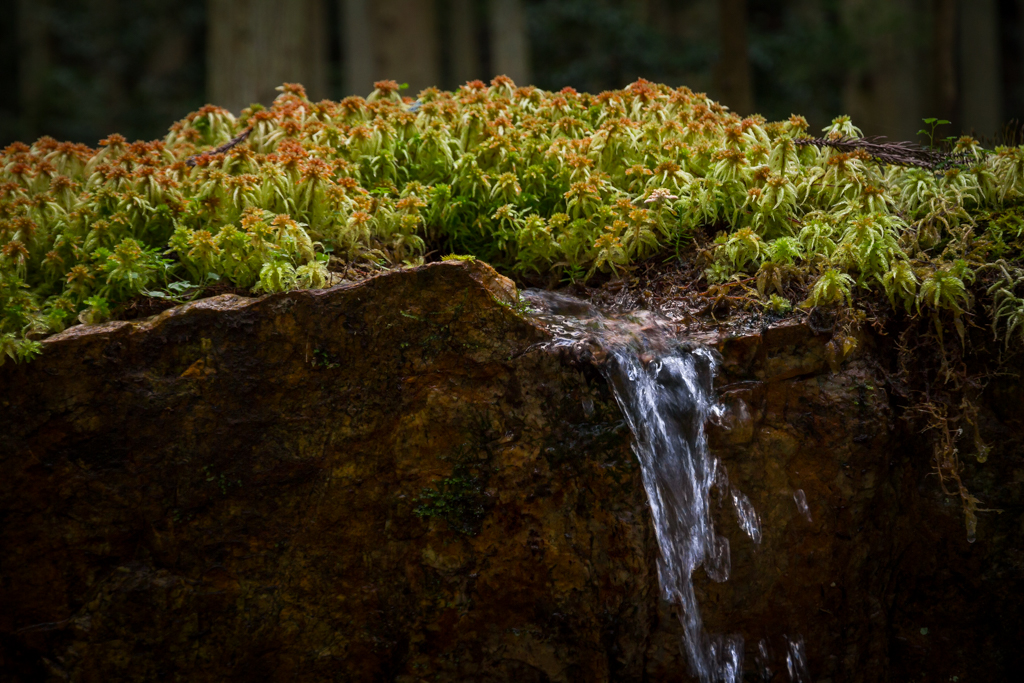 写真: IMG_3309