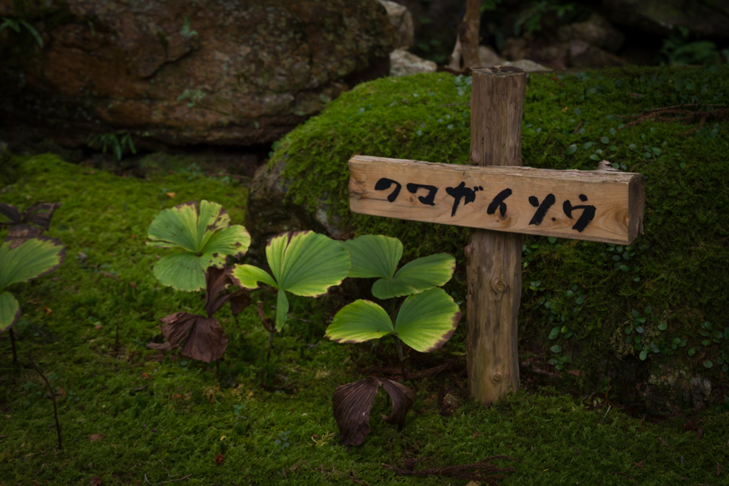 写真: IMG_3334