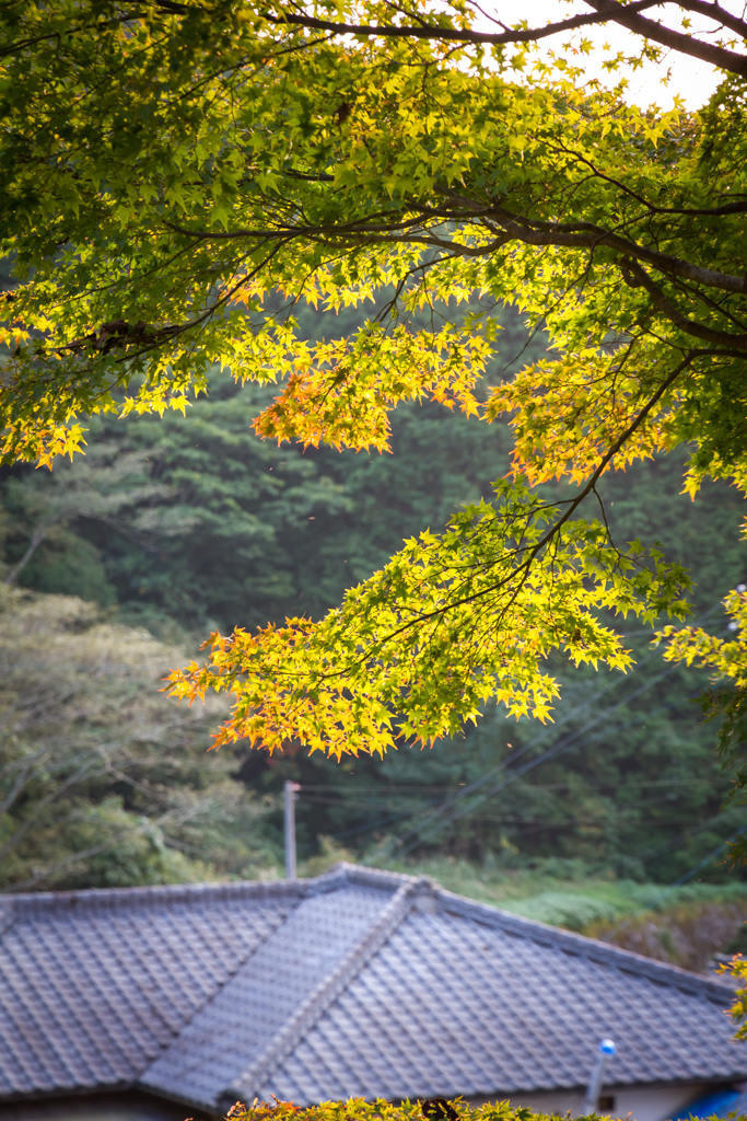 写真: IMG_3475
