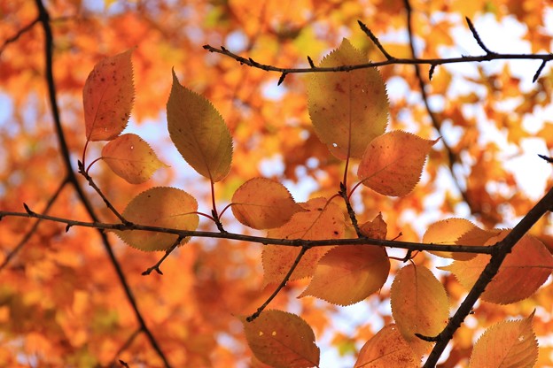 それぞれの紅葉