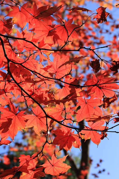 日本庭園の紅葉２