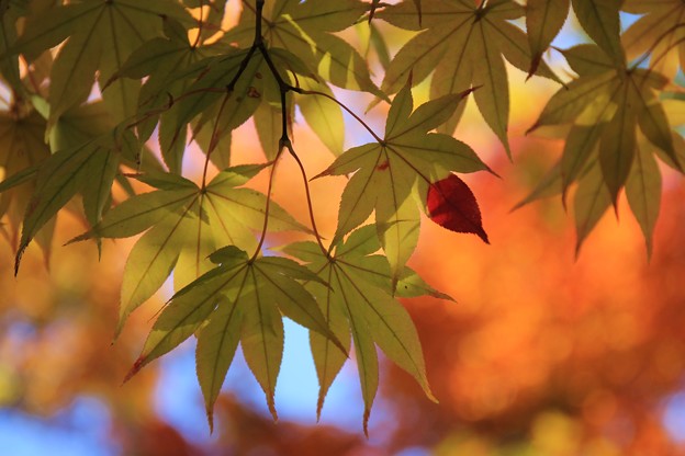 日本庭園の紅葉４