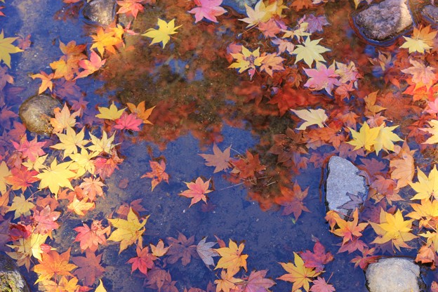 紅葉乱舞１