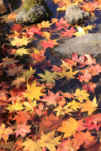 紅葉乱舞２
