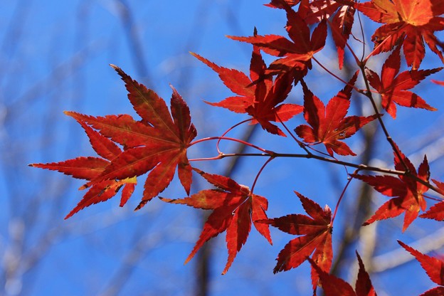 2014富士河口湖紅葉祭り１