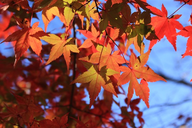 2014富士河口湖紅葉祭り３