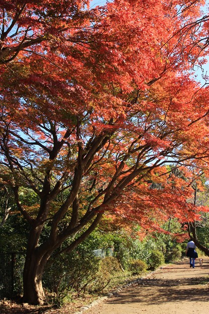 紅葉散策