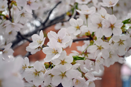 170417内川河川緑地公園の桜05