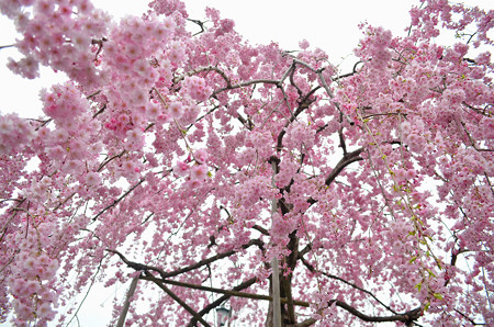 170417内川河川緑地公園の桜08