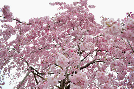 170417内川河川緑地公園の桜09