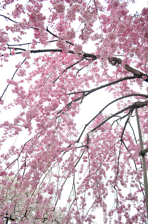 170417内川河川緑地公園の桜10