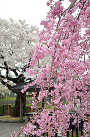 170417内川河川緑地公園の桜11