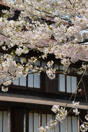 170422松ヶ岡開墾場 桜と開墾記念館01