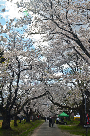 170422松ヶ岡開墾場桜並木02
