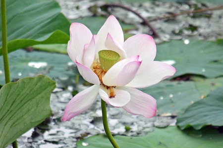 蓮の花