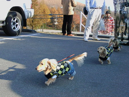 ポン