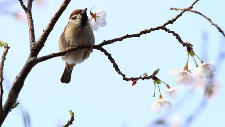 ｽｽﾞﾒ 落下傘jpg