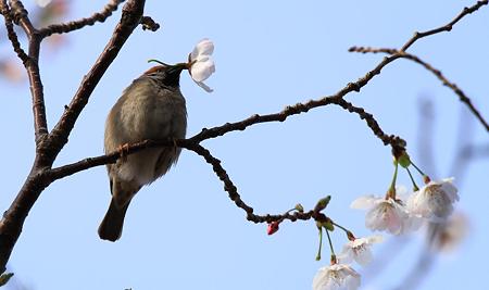 スズメ 花弁