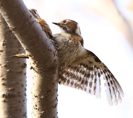 ｺｹﾞﾗ　ﾂｶﾞｲ