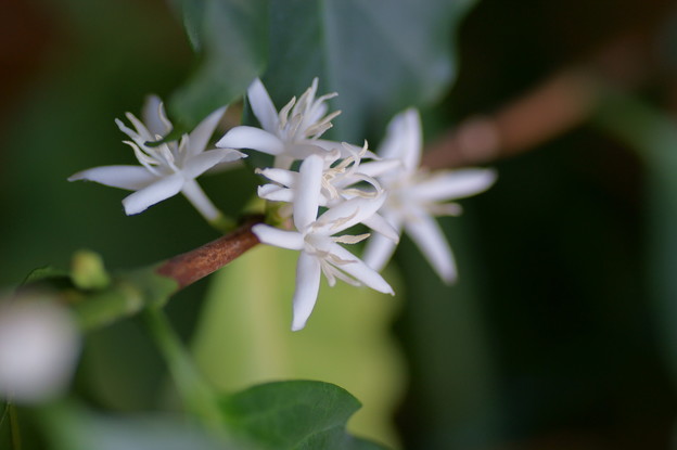 コーヒーの木の花
