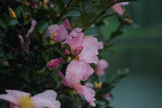 IMGP3957